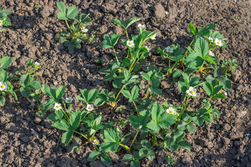 Green leaf and white flowers of strawberry bloom in vegetable garden. Bushes of strawberry fragaria the rosaceae family in blosson. Large fruited plant of berry crops wild strawberry in horticulture.