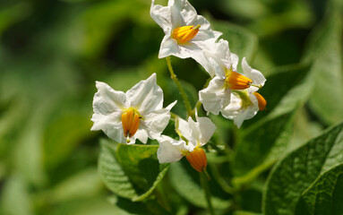 Nahaufnahme einer bl&uuml;henden Kartoffelpflanze (Solanum tuberosum) mit wei&szlig;en Bl&uuml;tenbl&auml;ttern und auff&auml;lligen gelben Staubbl&auml;ttern vor einem unscharfen gr&uuml;nen Hintergrund.