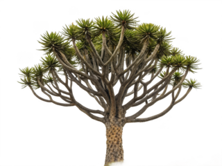 Monkey puzzle tree png exotic tree png spiky leaves tree png evergreen tree png white background image