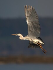 Graureiher fliegt ab
