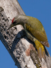 Grauspecht-Männchen an einem alten Baum