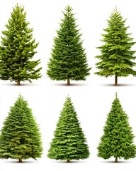 Fototapeta premium Six Christmas Trees Standing Tall Isolated on White Background Displaying Evergreen Branches and Classic Holiday Shape for Festive Season
