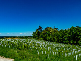 Fototapeta premium Wiederaufforstung durch Anpflanzen junger Laubbäume am Waldrand