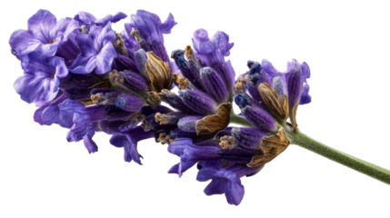 Vibrant lavender blooms with rich purple flowers on clear background