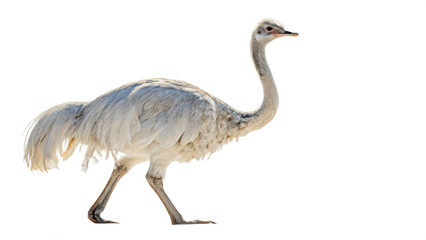 Ostrich png ostrich animal png large bird png flightless bird png african bird png tall bird png wildlife bird png transparent background image