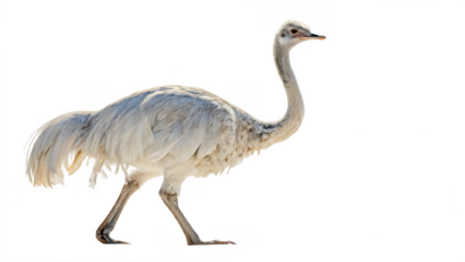 Ostrich png ostrich animal png large bird png flightless bird png african bird png tall bird png wildlife bird png transparent background image