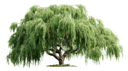 Large weeping willow tree with lush green foliage