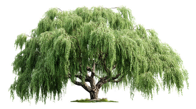 Large weeping willow tree with lush green foliage