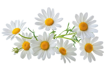 Daisies with yellow centers on a white background