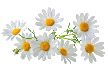 Daisies with yellow centers on a white background