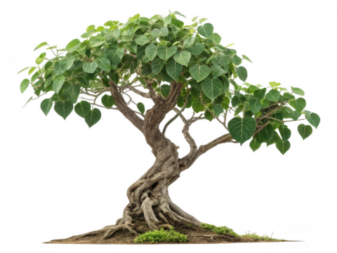 Peepal tree png sacred fig tree png ficus religiosa png religious tree png spiritual tree png leafy tree png transparent background image