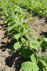 Obraz premium Lush green soybean plants thriving in a sunny field
