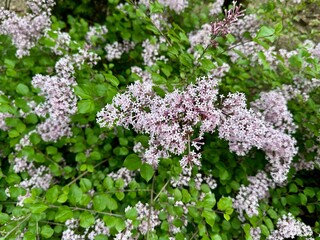 Close-up of blooming lilac flowers (Syringa) with lush green leaves. Spring nature scene with soft pastel pink-lavender petals and natural garden background.