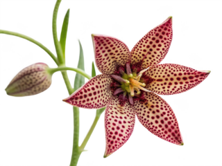 Polka dot plant png polka dot flower png indoor plant png ornamental foliage png decorative plant png spotted leaves png transparent background image