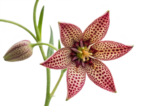 Polka dot plant png polka dot flower png indoor plant png ornamental foliage png decorative plant png spotted leaves png transparent background image