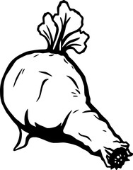 A Detailed Line Drawing Of A Single Beetroot