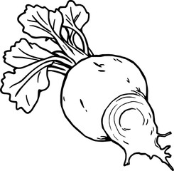 Freshly Harvested Beetroot with Vibrant Green Tops