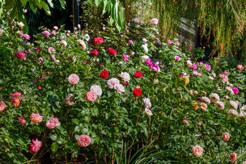Multicolored rose in flower garden,Сolorful roses in rose garden and wooden window,English roses...