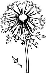 Detailed Illustration Of A Mature Dandelion Flower