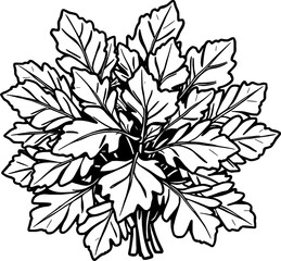 Fresh Green Parsley Bunch Culinary Herb Sprig