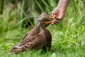 Ducks being fed by a human hand in a grassy area with lush vegetation in the background. The interaction highlights trust between species in a natural setting.