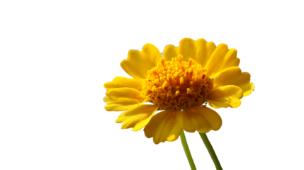 Bright yellow flower with delicate petals and clear background