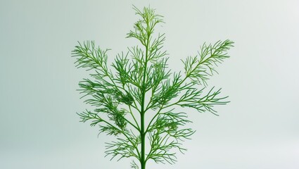 Fototapeta premium Single fresh dill sprig isolated