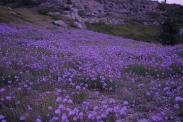 Fototapeta premium Purple flower field on a hillside at dusk landscape nature background scenic view in mountain area