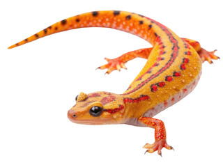 Obraz premium Salamander png salamander animal png amphibian png lizard-like creature png wetland animal png transparent background image