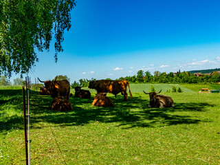 Galloways auf einer Weide