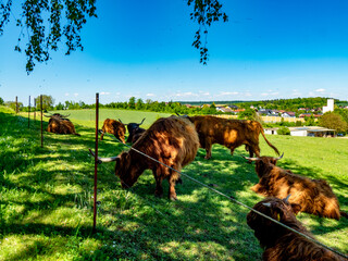 Galloways auf einer Weide