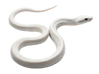 Snake animal PNG, snake reptile PNG, slithering snake PNG, wild reptile PNG, transparent background image