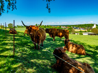 Galloways auf einer Weide
