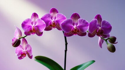 Obraz premium Beautiful pink orchid flower displayed with nature-inspired plant decor.