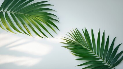 Obraz premium Minimalist summer scene with tropical palm leaves on white background, top view