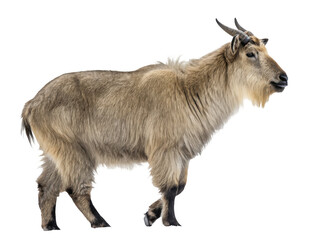 Obraz premium Takin animal PNG, takin PNG, mountain herbivore PNG, hoofed animal PNG, transparent background image