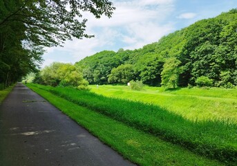road in the forest
