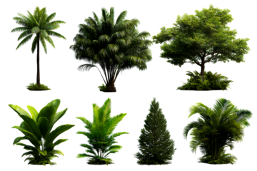 Tropical plants of different shapes on a transparent background