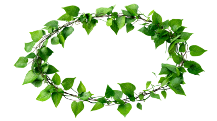 Green ivy leaves arranged in an oval shape on a transparent background