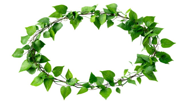 Green ivy leaves arranged in an oval shape on a transparent background