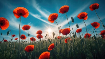 Obraz premium Close-up of red poppies in a field with sunlight streaming from below, set against a stunning sky background