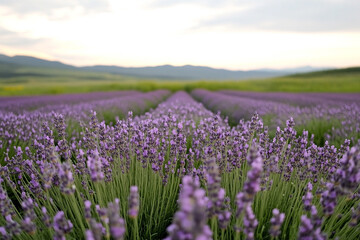 Naklejka premium Serene field of lavender stretching to the horizon at sunset