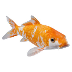 Colorful koi fish swimming gracefully in clear water background, isolated on transparent background.