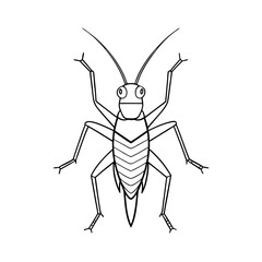 Realistic Cricket Insect Line Art Vector