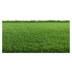 Lush Green Grass Field with Vibrant Texture and Soft Lighting Effects, isolated on transparent background.