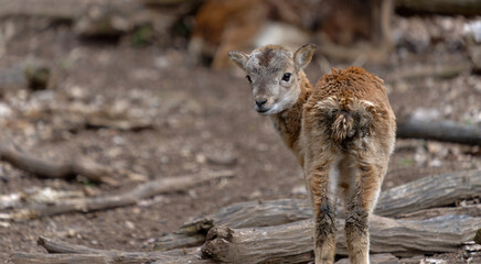 Ein junges Mufflon (Ovis gmelini-Gruppe) steht auf einem bewaldeten Waldboden, schaut direkt in die Kamera. Das Tier hat ein flauschiges, braunes Fell mit heller Gesichtszeichnung