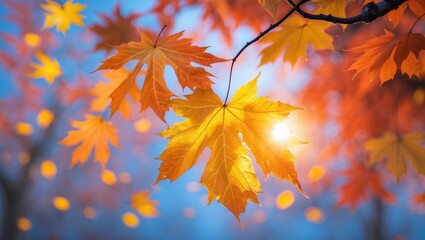 Autumn yellow leaf in close-up. Bright orange tree transition. Background with blur bokeh effect. Golden colors in the park on a sunny warm day. Red foliage in the garden with sunlight and blue sky.