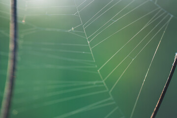 web woven by a spider
