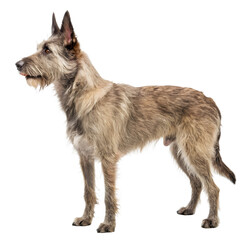 Elegant Dog in Profile: A striking dog with a shaggy coat and erect ears stands confidently, its attentive gaze fixed ahead. A testament to canine grace and character.