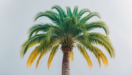 Palm tree isolated on white surface for park or garden decoration